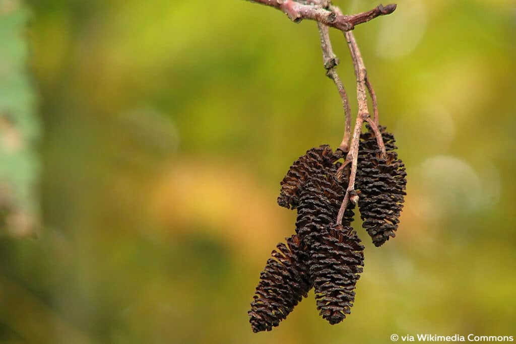 Oregon-Erle (Alnus rubra)