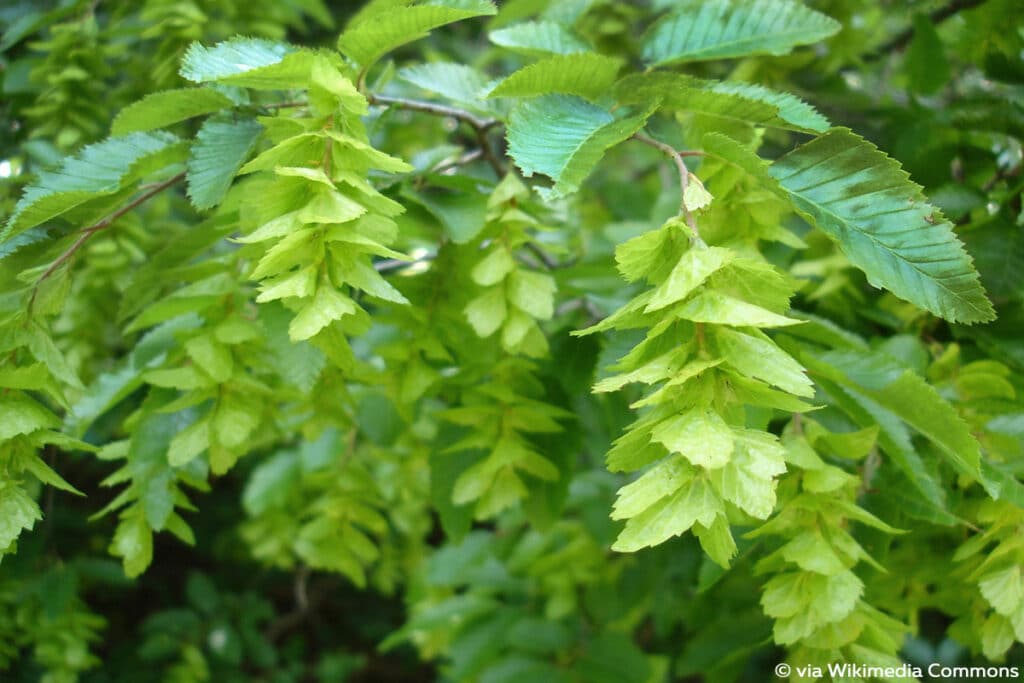 Orientalische Hainbuche (Carpinus orientalis)