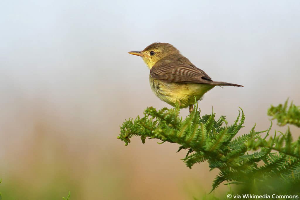 Orpheusspötter - Hippolais polyglotta, Vogel gelber Bauch