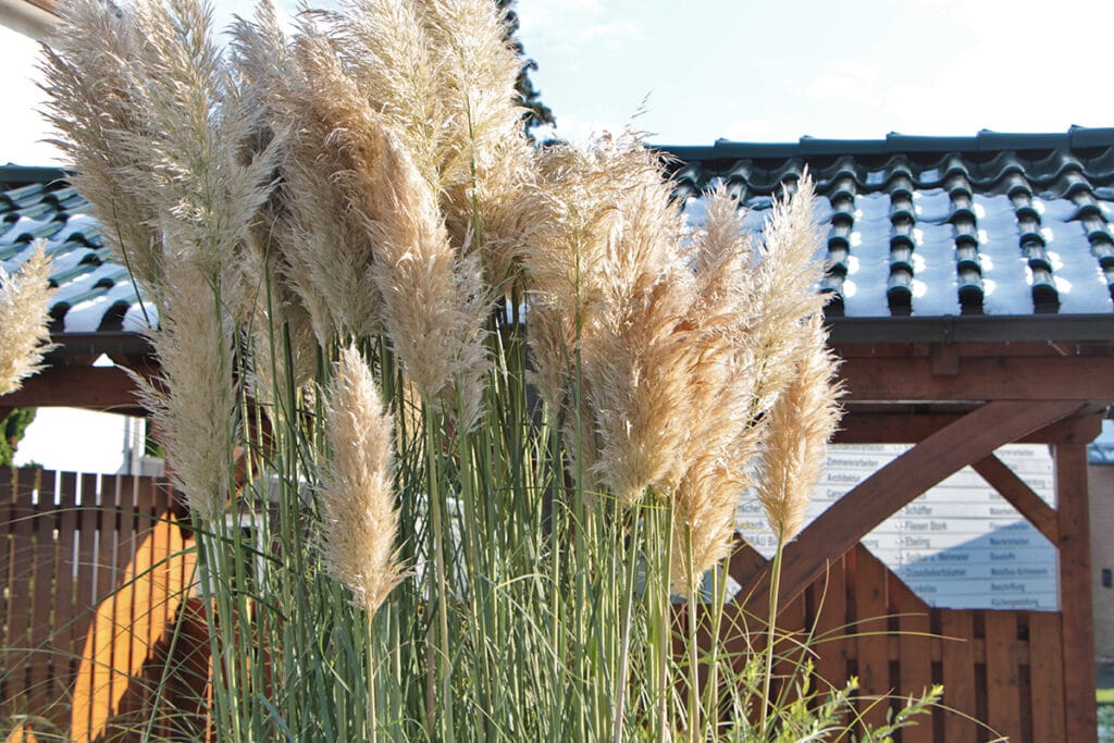 Pampasgras (Cortaderia selloana)