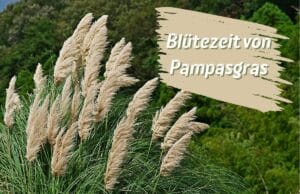 Blütezeit Pampasgras