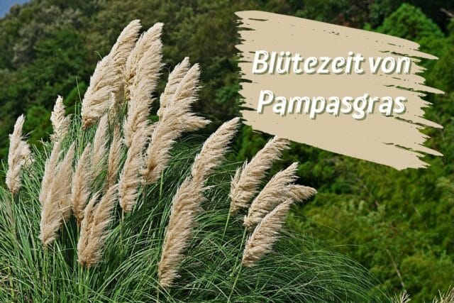 Blütezeit Pampasgras