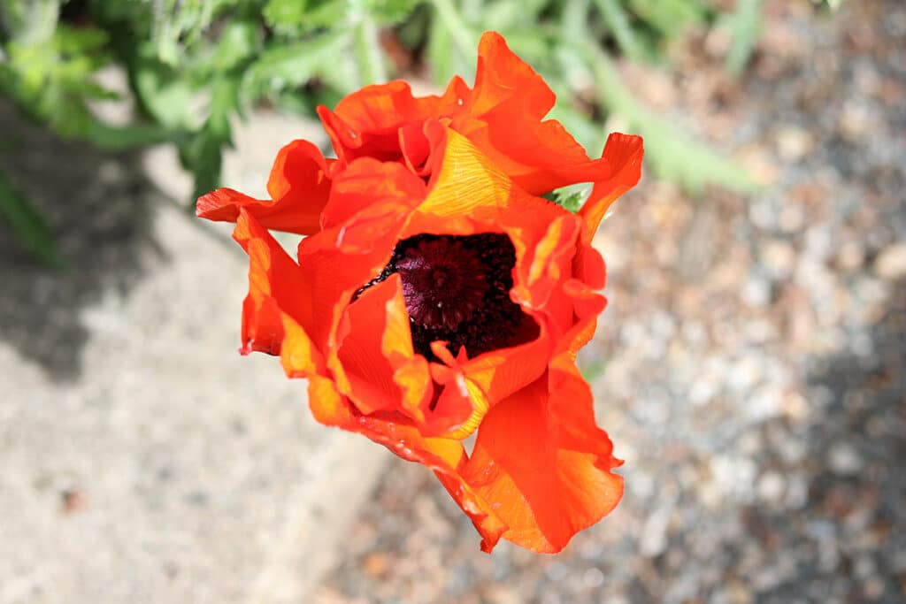 Papaver orientale, Türkenmohn, Türkischer Mohn