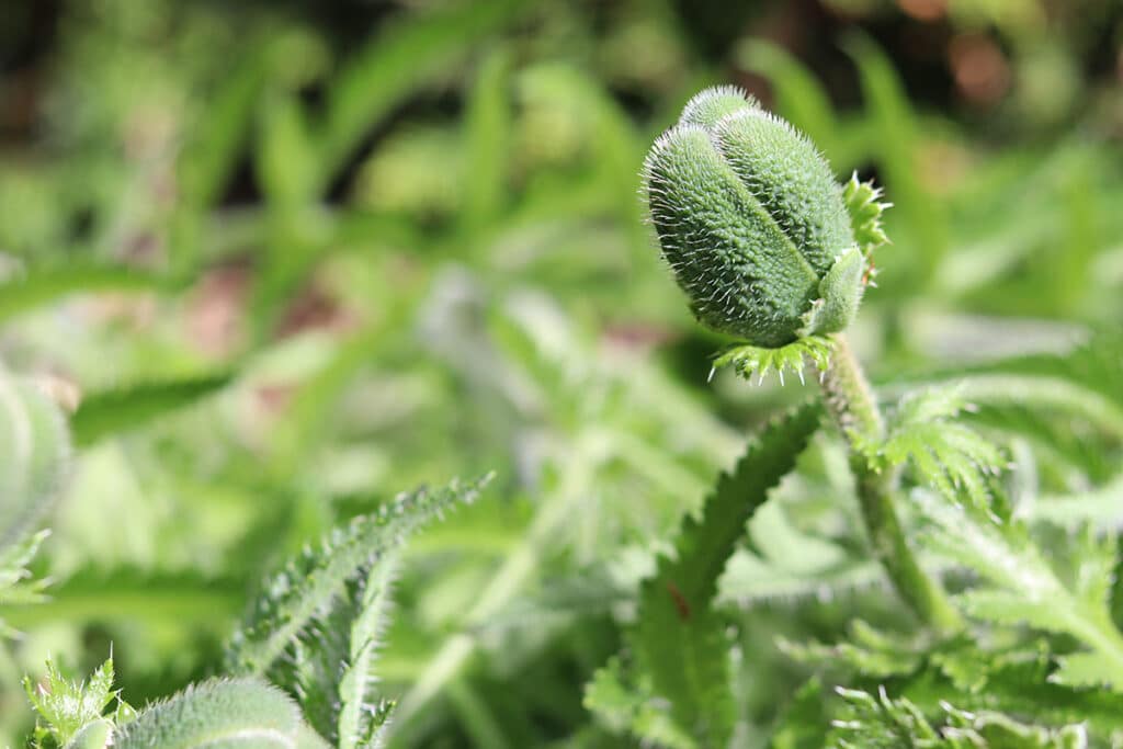 Papaver orientale, Türkenmohn, Türkischer Mohn