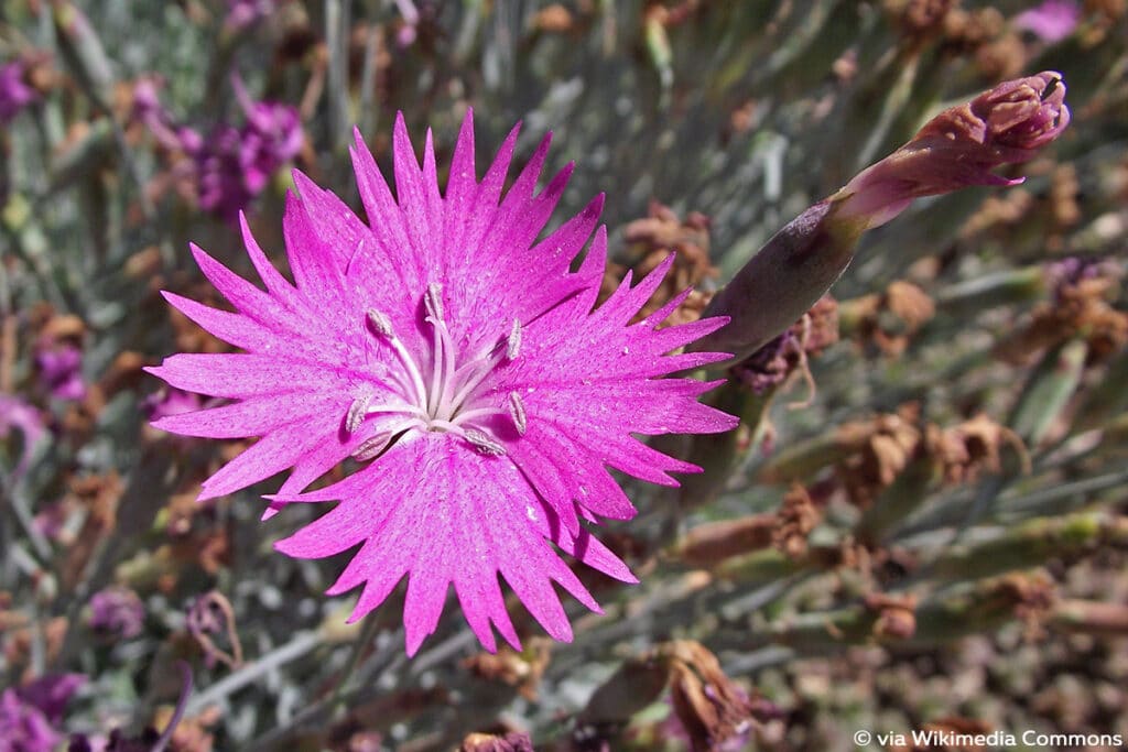 Pfingstnelke (Dianthus gratianopolitanus), Begleitpflanze Lavendel