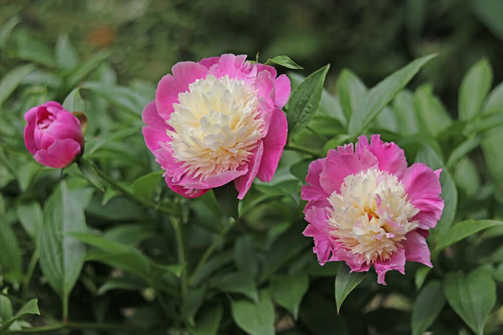 Edel-Pfingstrosen (Paeonia-Lactiflora