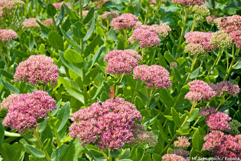 Prächtiges Fettblatt (Sedum spectabile), Steingartenpflanzen