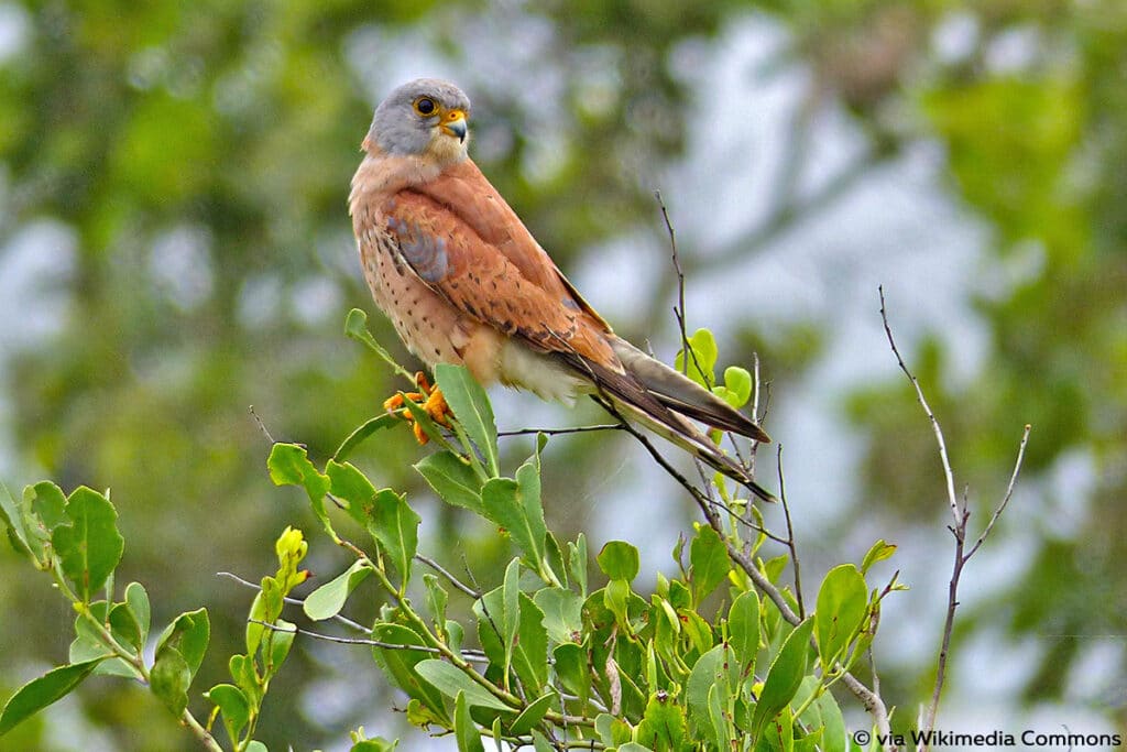 Rötelfalke (Falco naumanni)