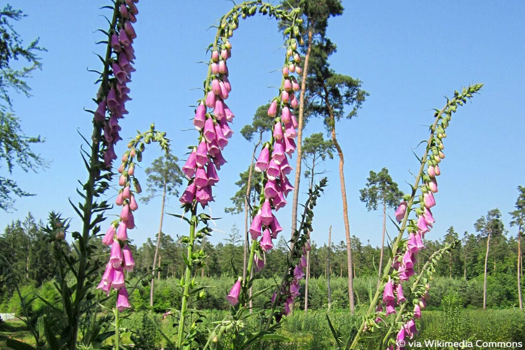 Roter Fingerhut (Digitalis purpurea)