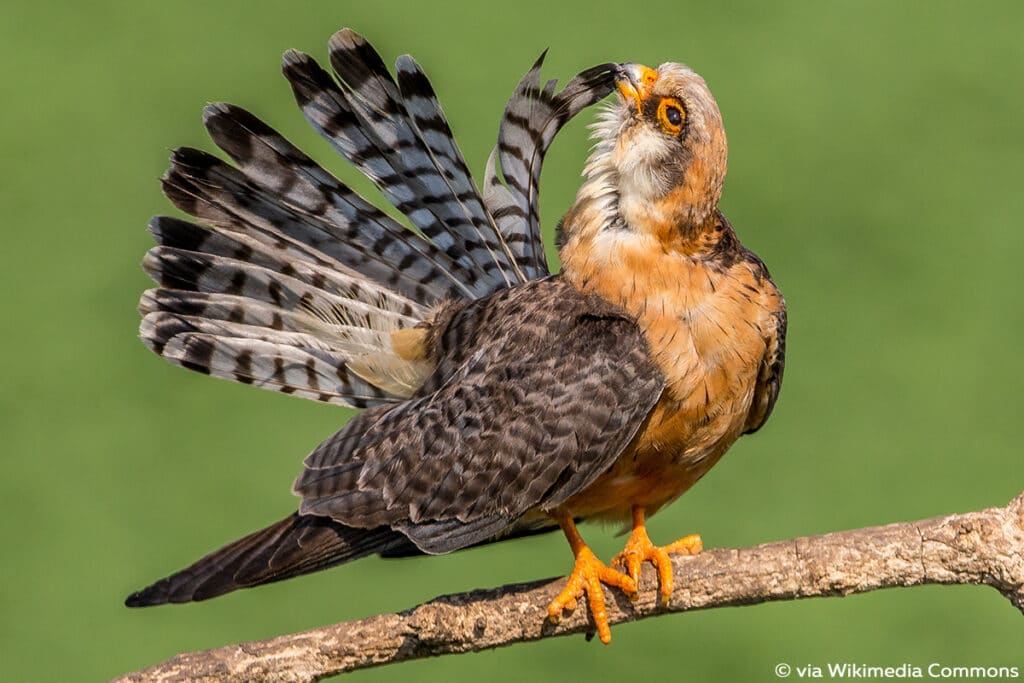 Rotfußfalke (Falco vespertinus), Falken