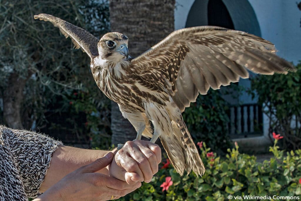 Sakerfalke (Falco cherrug)