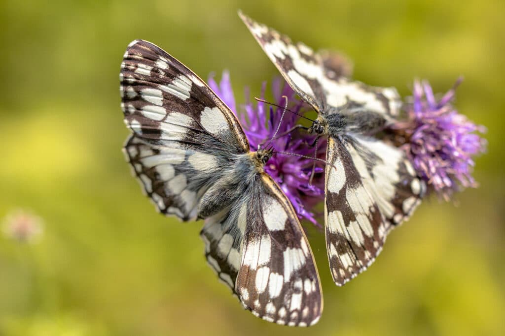 Schachbrett (Melanargia galathea)