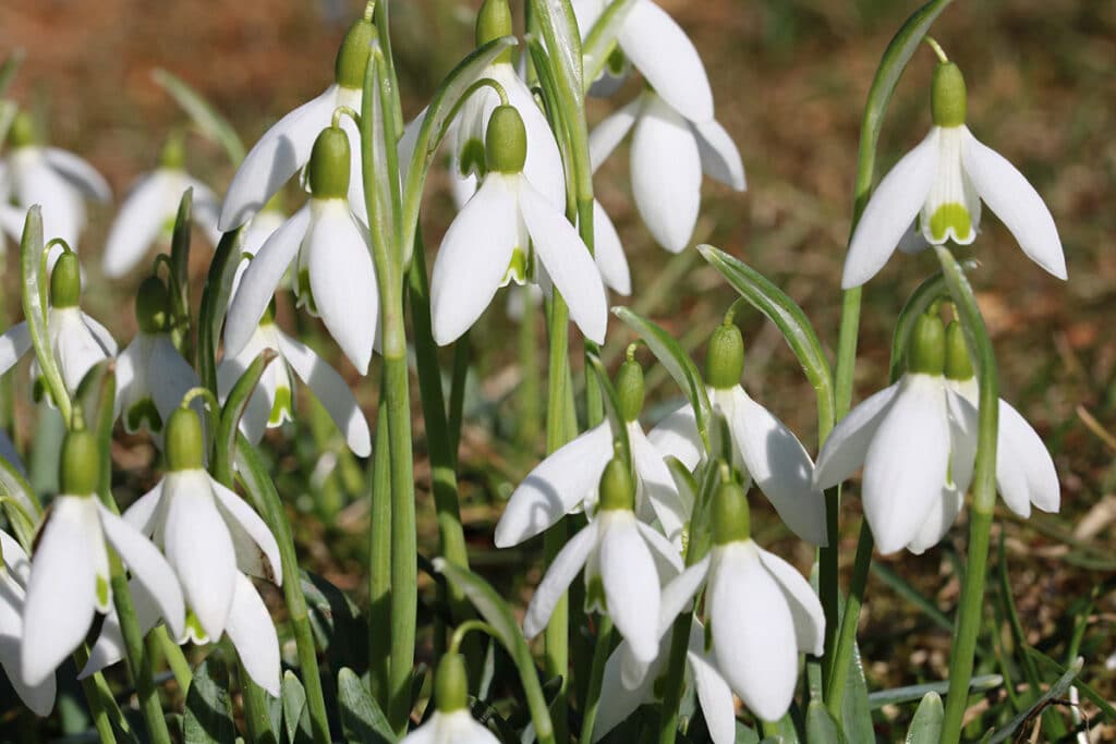 Schneeglöckchen (Galanthus nivalis), Frühlingsblüher