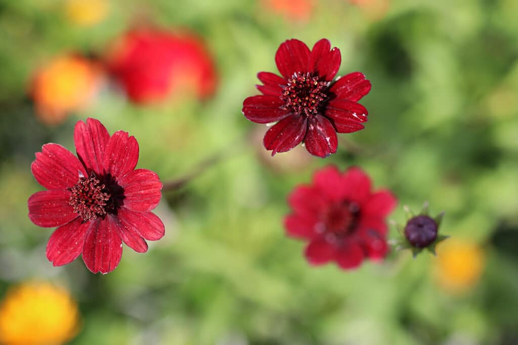 Schokoladenblume, Schokoladen-Kosmee (Cosmos atrosanguineus)