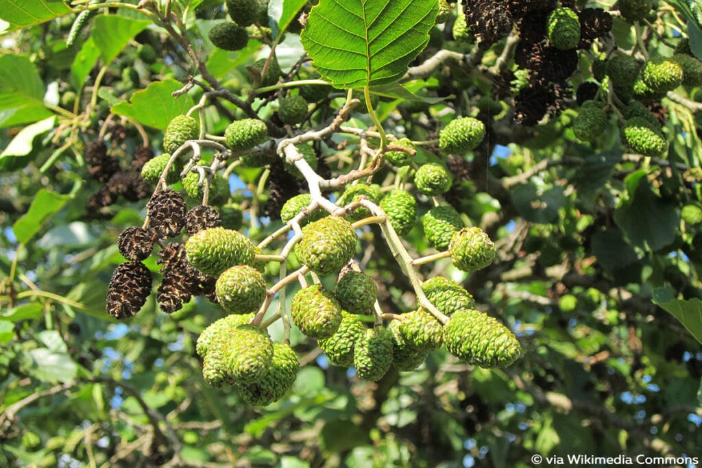 Schwarz-Erle (Alnus glutinosa), Laubbaum Zapfen