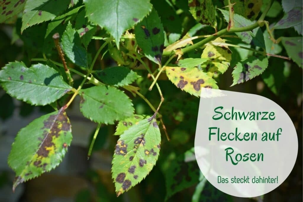 Schwarze Flecken auf Rosenblättern: was tun? - Gartendialog.de