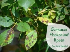 Schwarze Flecken auf Rosen