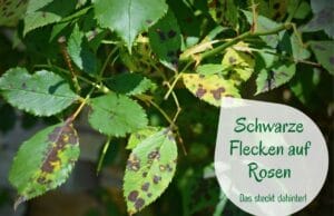 Schwarze Flecken auf Rosen