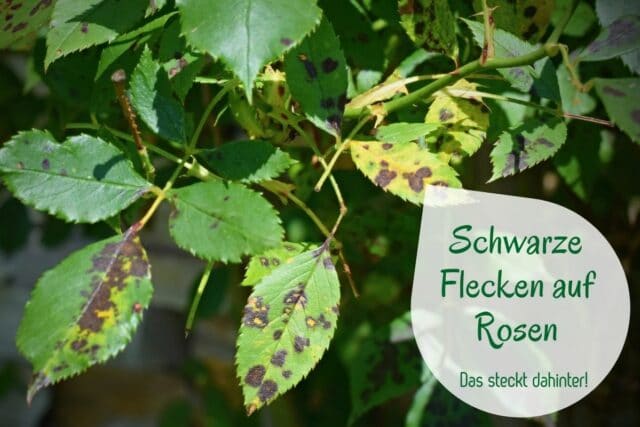 Schwarze Flecken auf Rosen