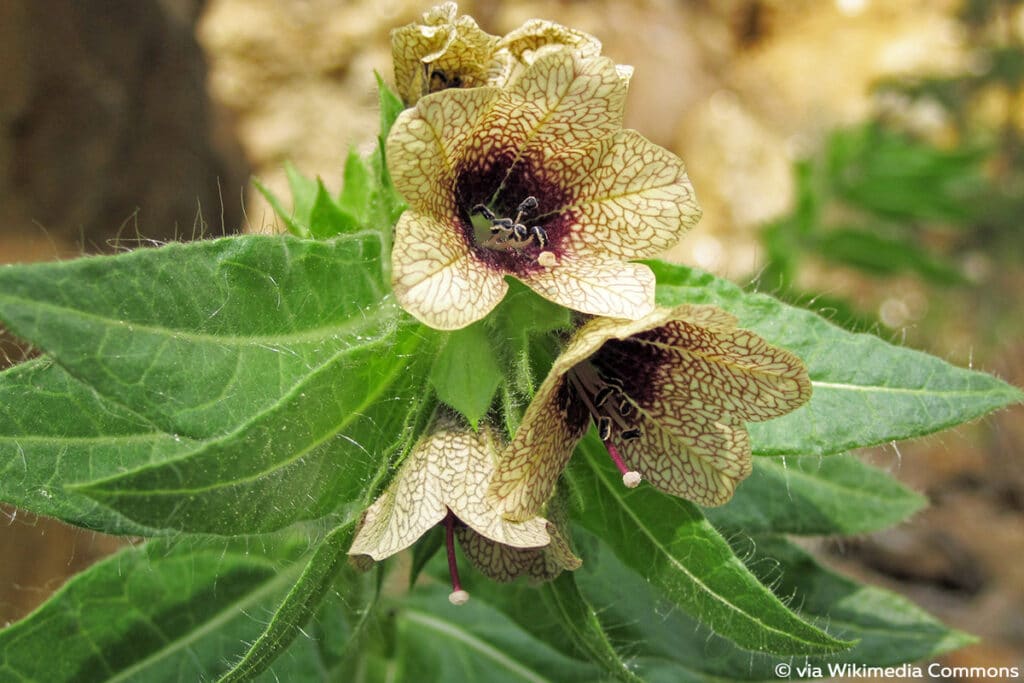 Schwarzes Bilsenkraut, Gewöhnliches Hexenkraut (Hyoscyamus niger)