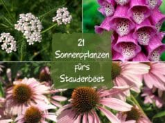 Sonnenpflanzen Staudenbeet