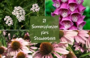 Sonnenpflanzen Staudenbeet