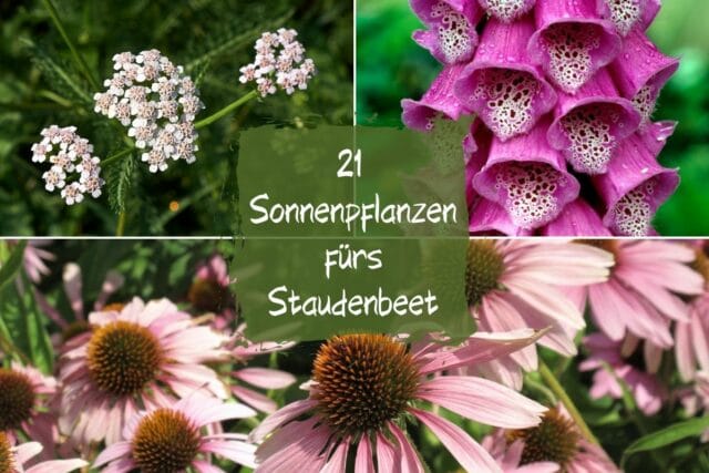 Sonnenpflanzen Staudenbeet