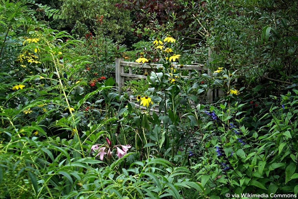 Stauden-Sonnenblume (Helianthus atrorubens)