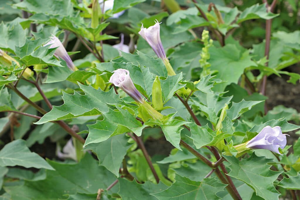 Stechapfel (Datura stramonium)