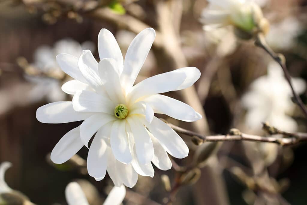 Stern-Magnolie - Magnolia stellata