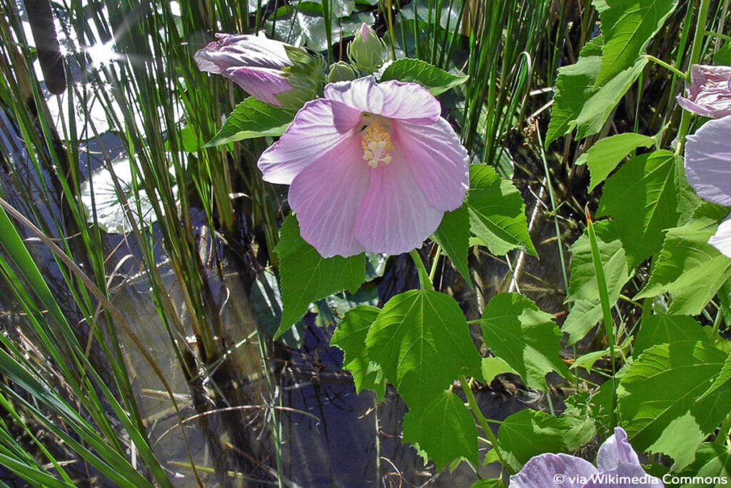 Sumpfeibisch (Hibiscus moscheutos)