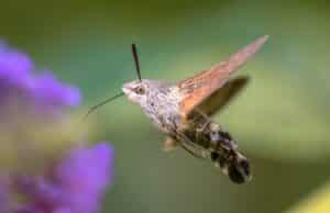 Taubenschwänzchen (Macroglossum_stellatarum), auch Kolibrifalter genannt