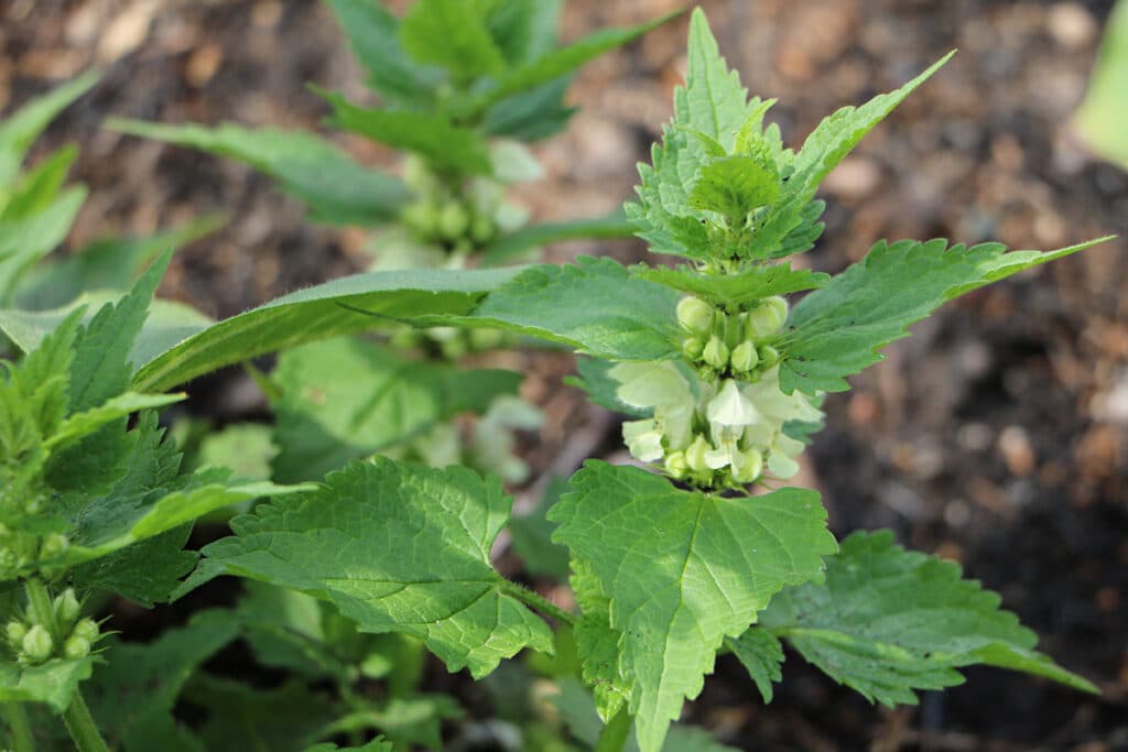 Taubnessel (Lamium), Lippenblütengewächse