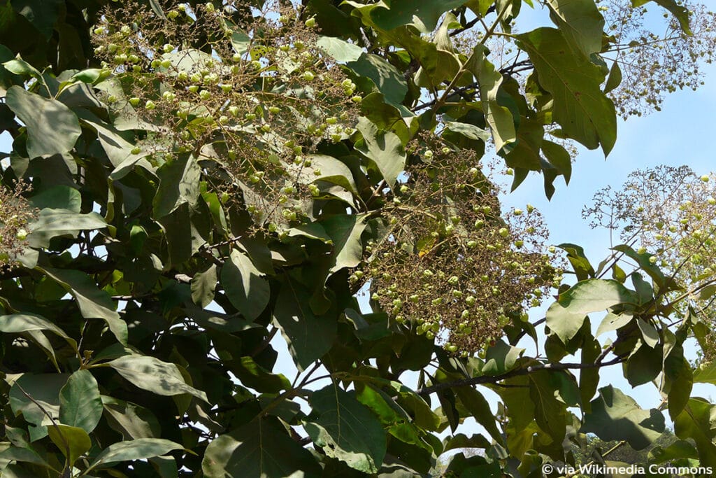 Teakbaum (Tectona grandis), Lippenblütengewächse