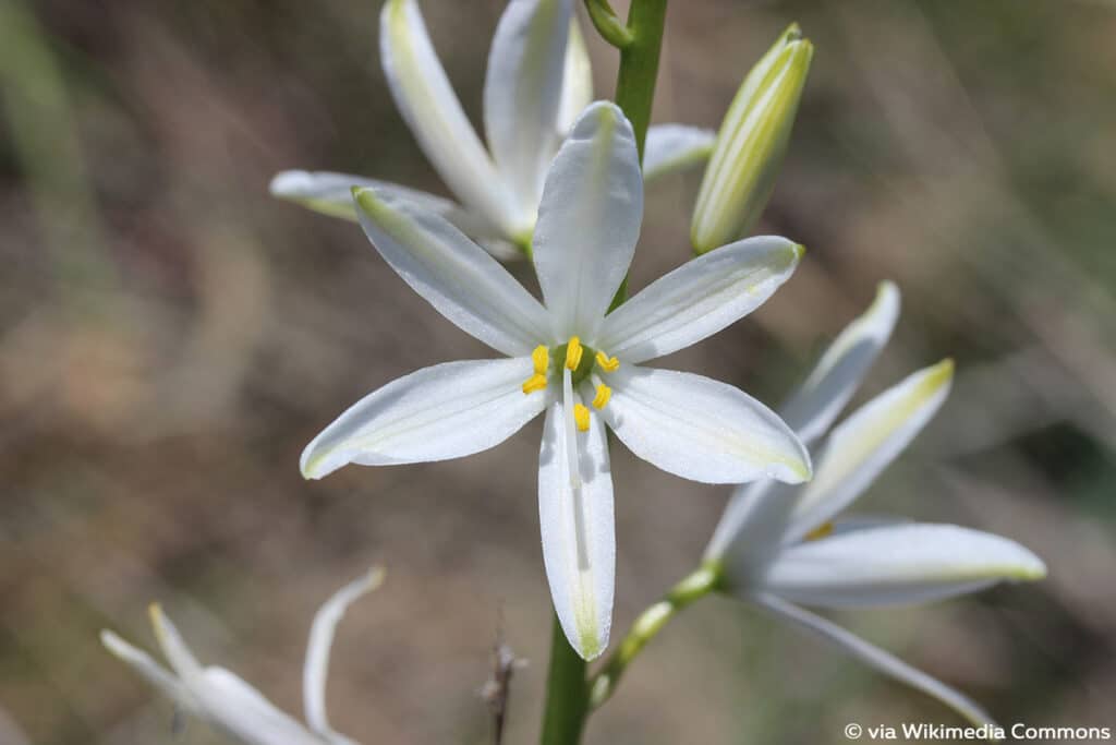 Traubige Graslilie (Anthericum liliago)