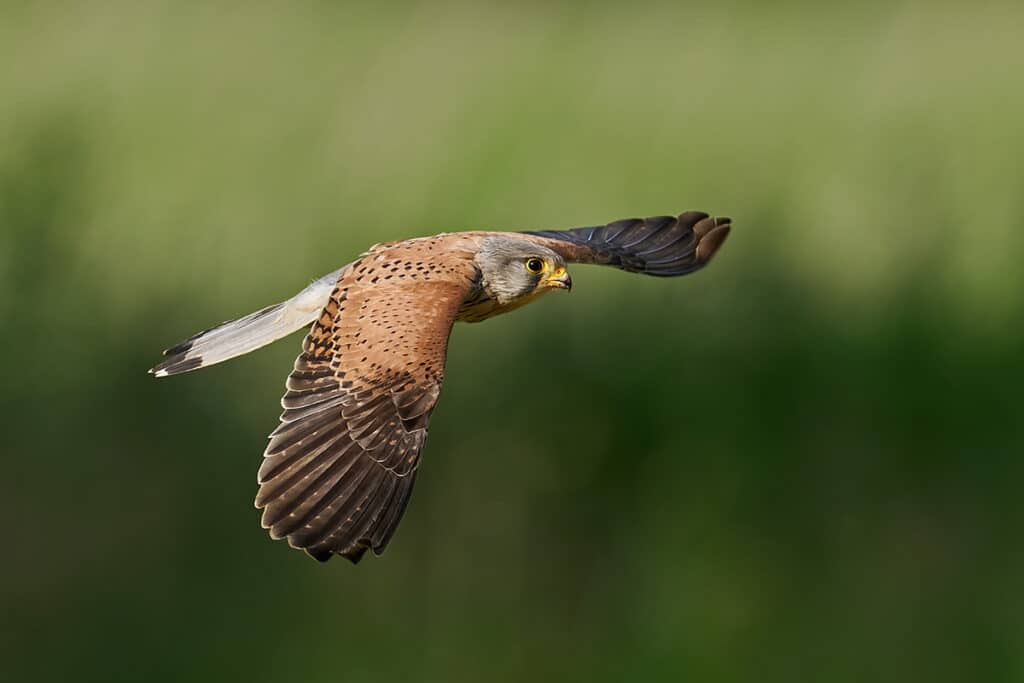 Turmfalke, Falco tinnunculus, Falken