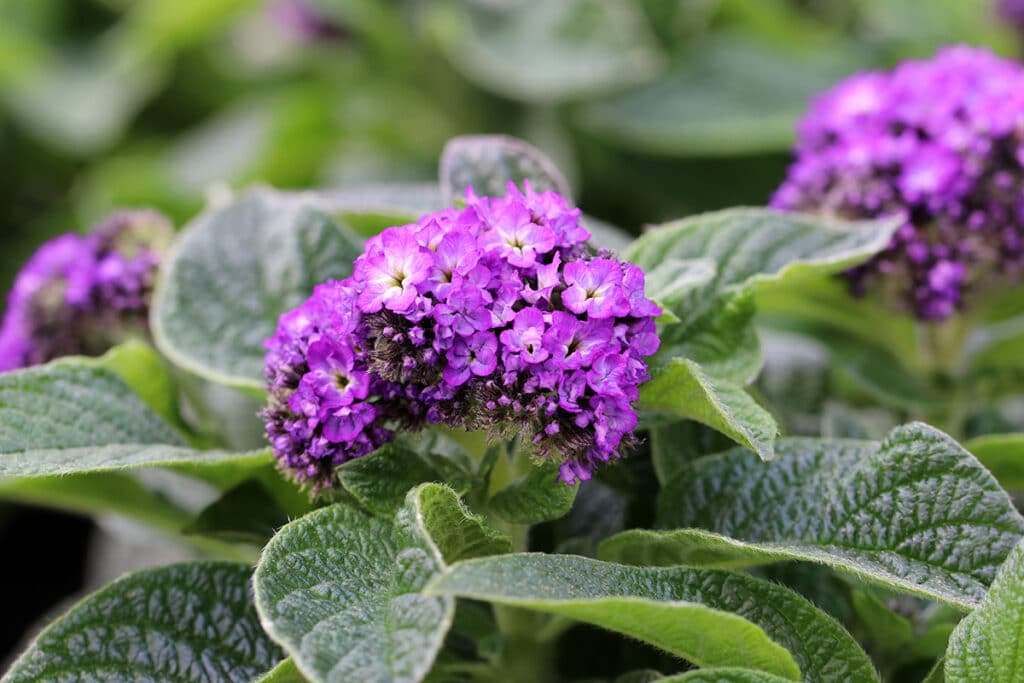 Vanilleblume (Heliotropium arborescens), duftende Pflanzen