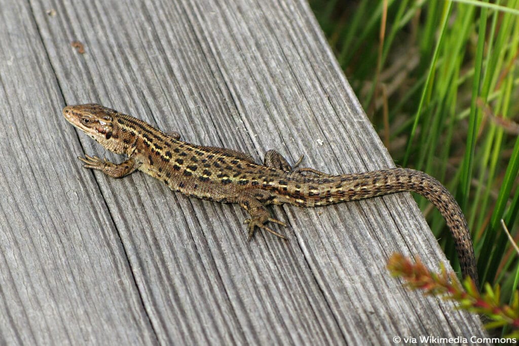 Waldeidechse (Zootoca vivipara), Eidechsen