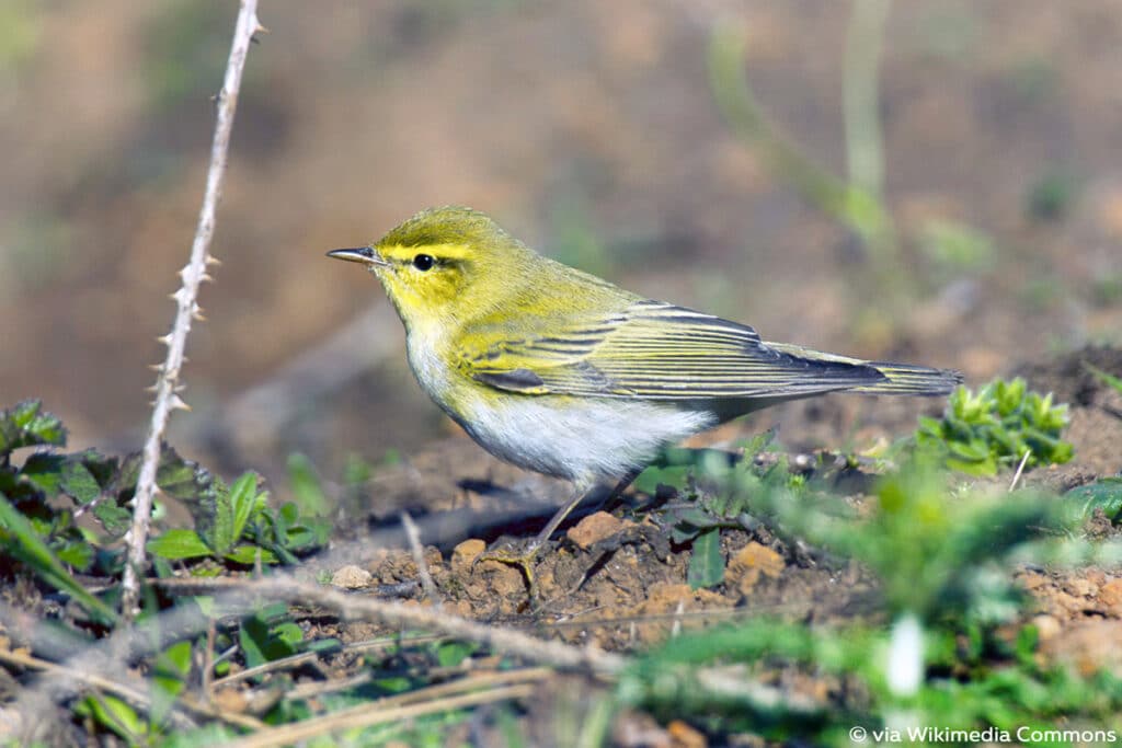 Waldlaubsänger - Phylloscopus sibilatrix