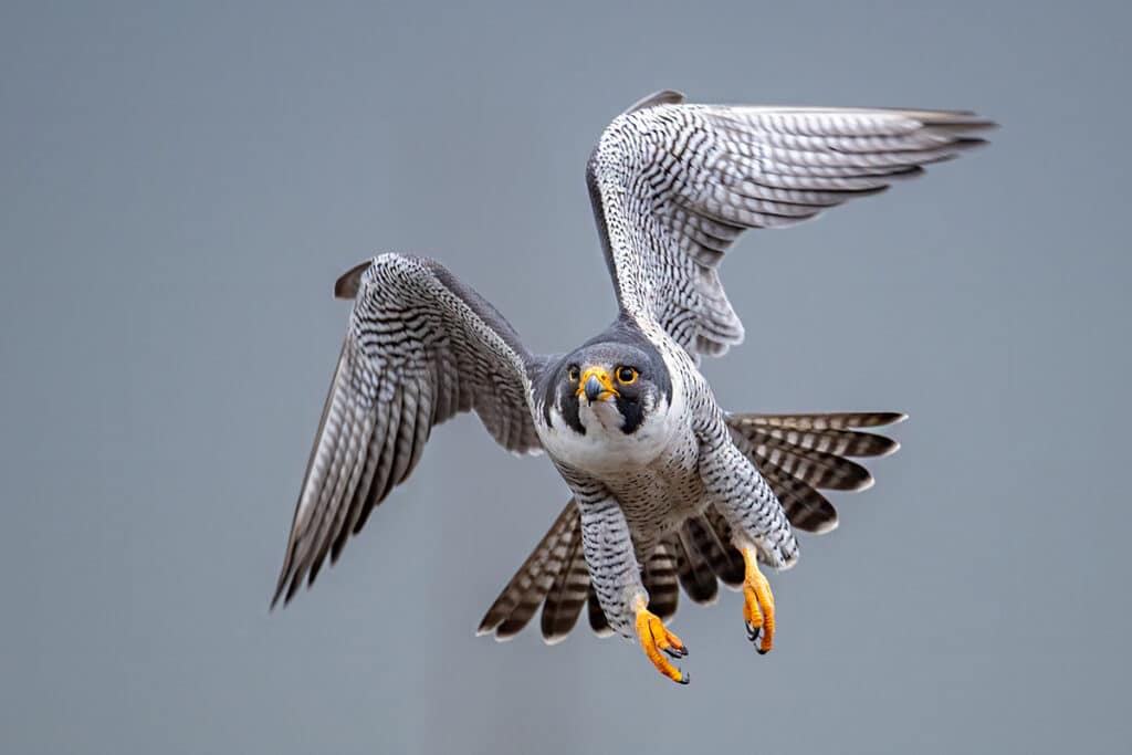 Wanderfalke, Falco peregrinus, Greifvögel