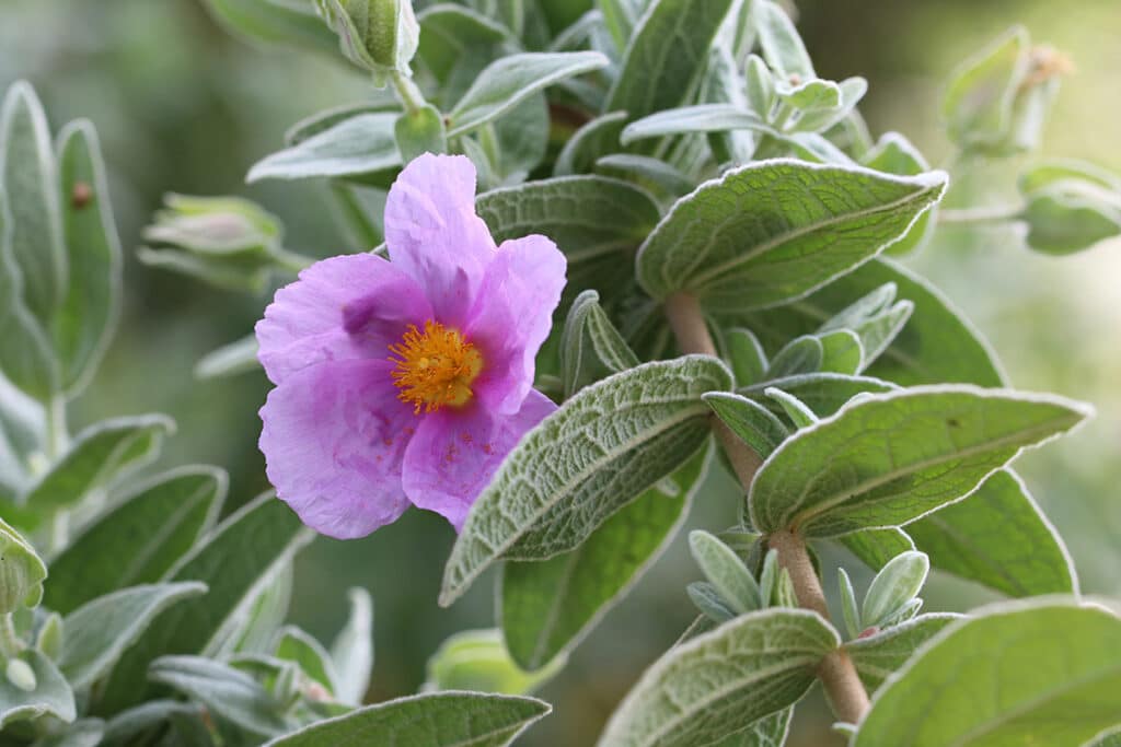 Weißliche Zistrose (Cistus albidus)