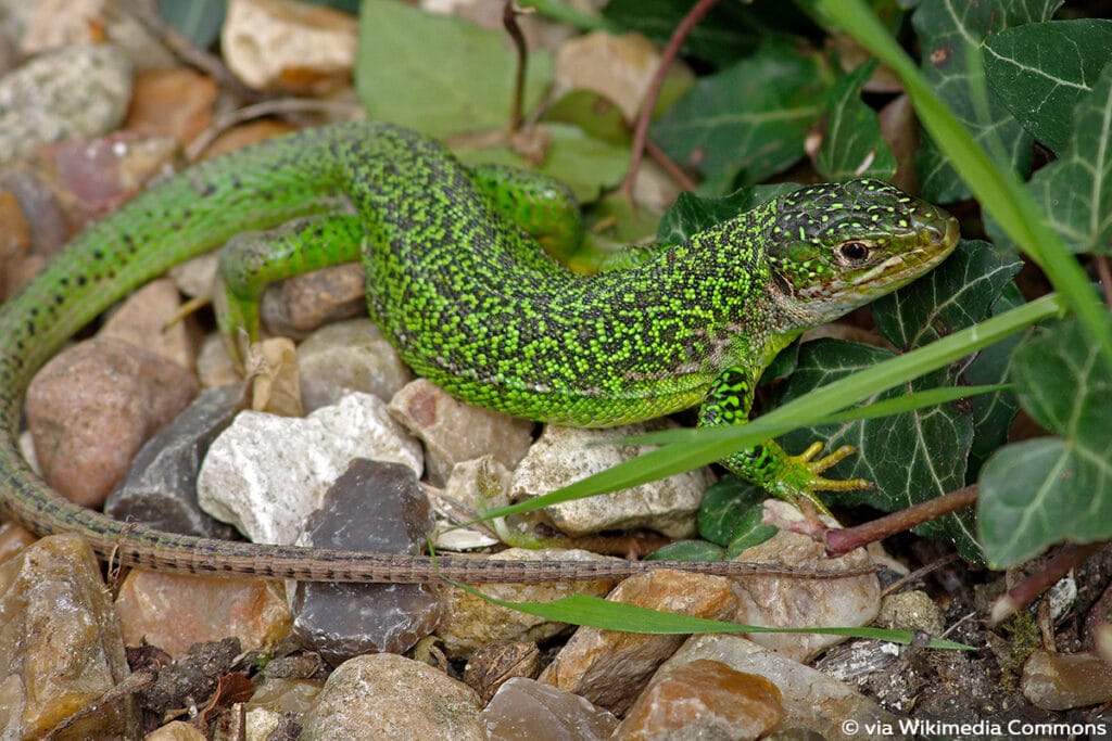 Westliche Smaragdeidechse (Lacerta bilineata)