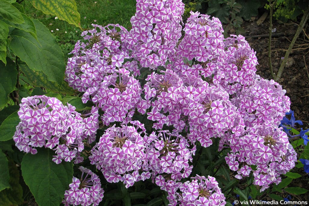 Wiesen-Flammenblume (Phlox maculata), Sonnenpflanze