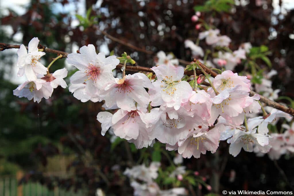 Winter-Kirsche (Prunus subhirtella f. autumnalis), Frühlingsblüher