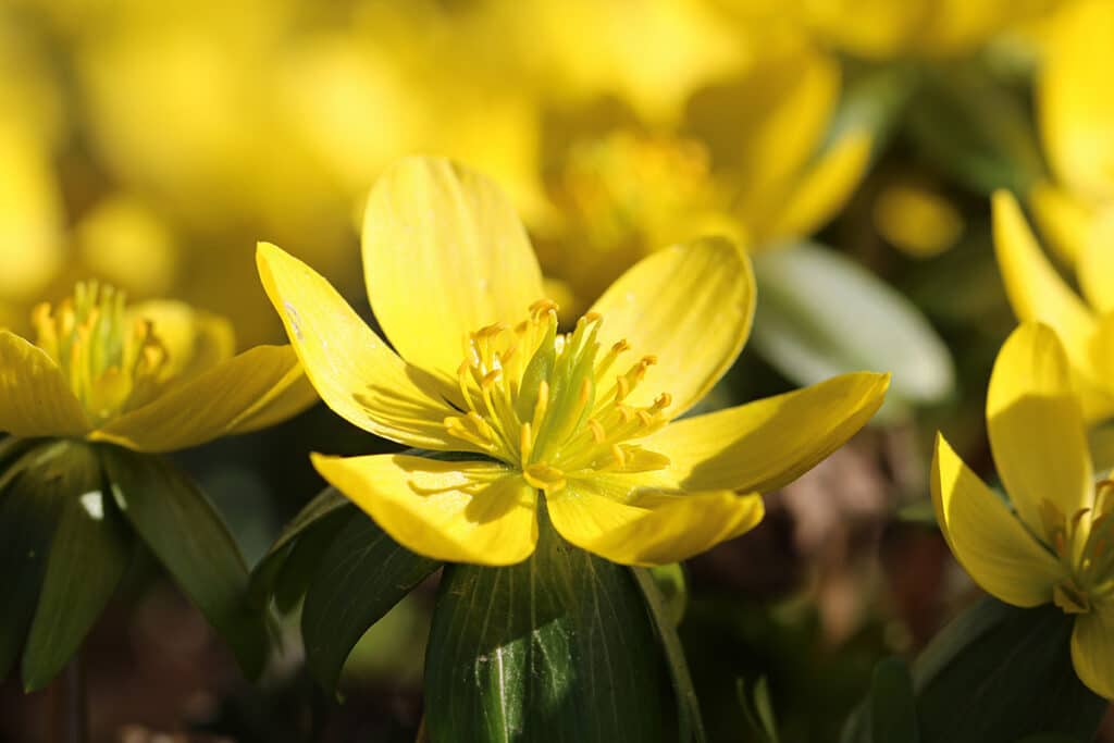 Winterling (Eranthis hyemalis), Frühlingsblüher