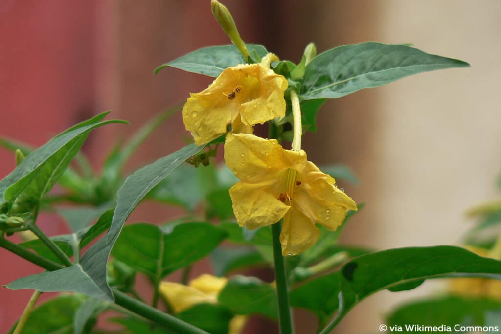 Wunderblume (Mirabilis jalapa), duftende Pflanzen