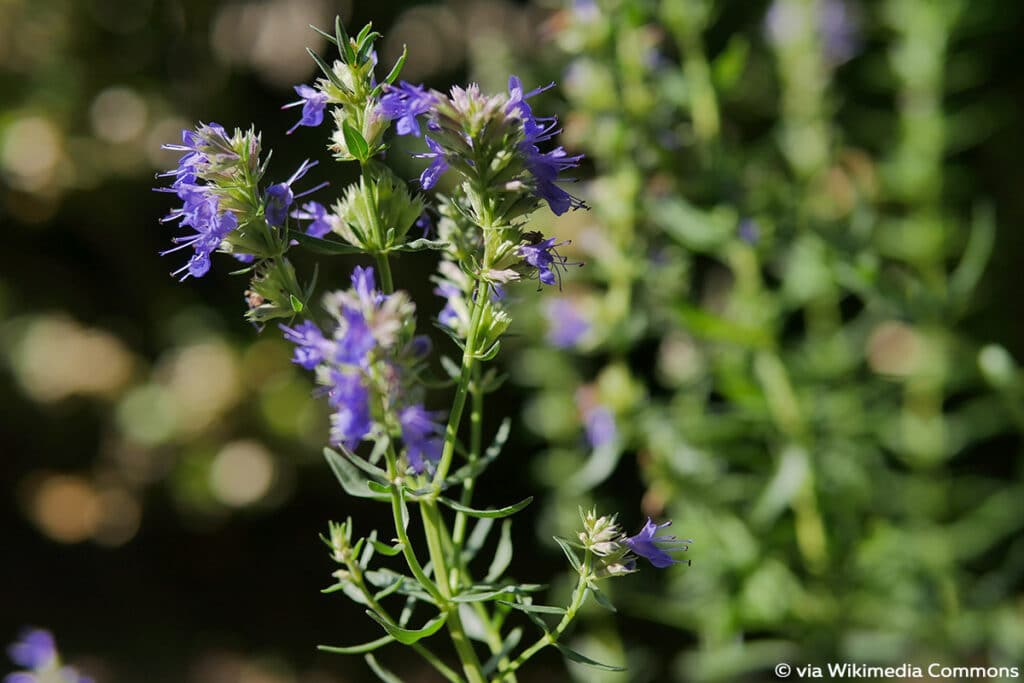 Ysop (Hyssopus officinalis)