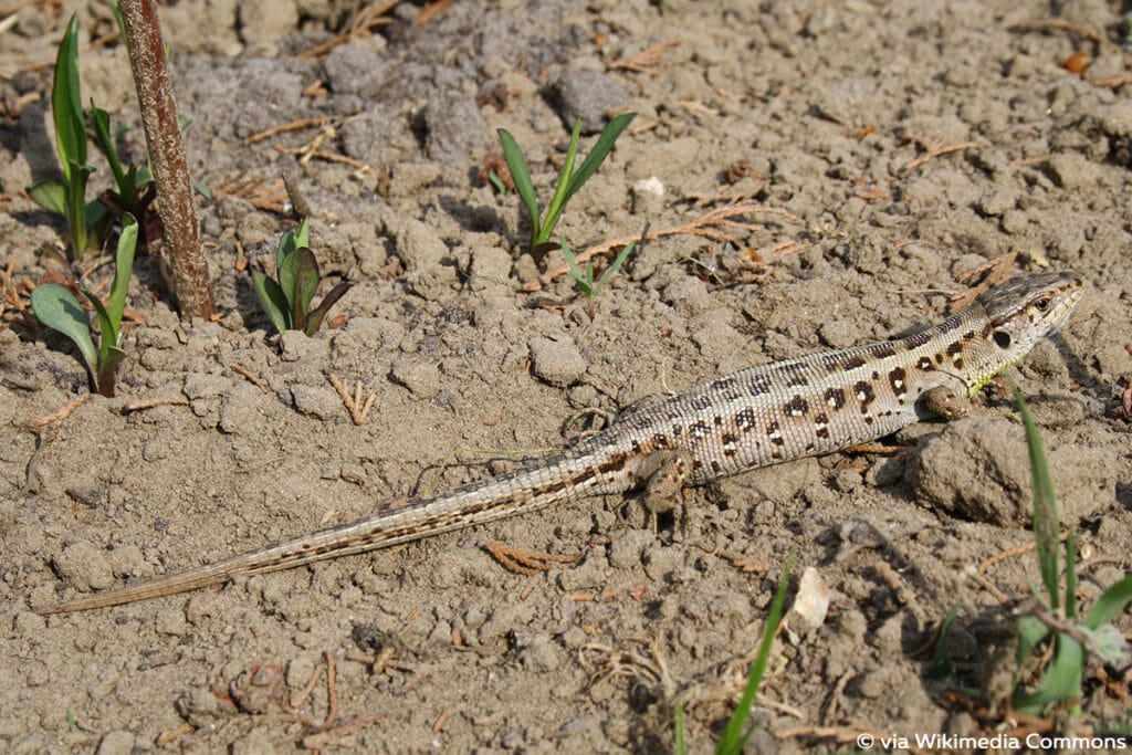 Zauneidechse (Lacerta agilis), Eidechsen