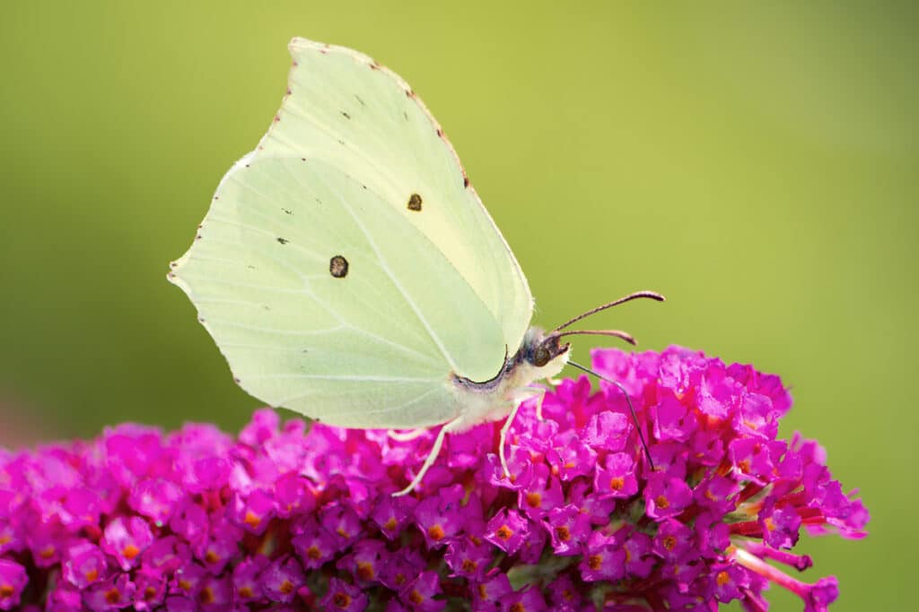 Zitronenfalter (Gonepteryx rhamni), Schmetterlinge