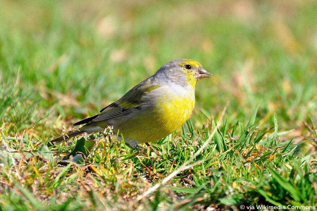 Zitronenzeisig - Carduelis citrinella